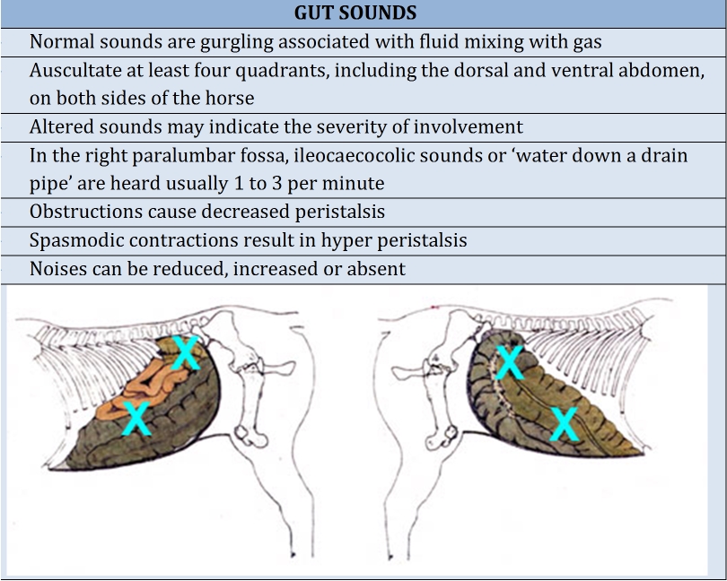 VET 2018 LAS Group E Lab 8 Colic